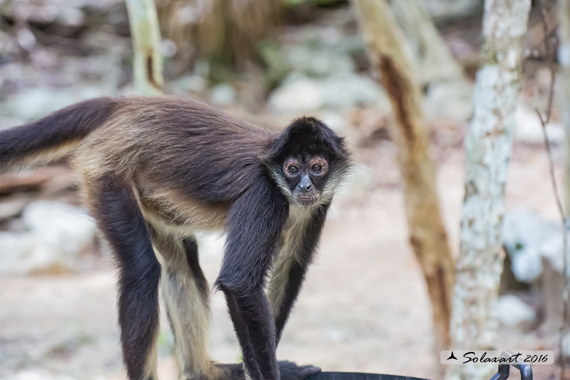 Ateles geoffroyi yucatanensis - Scimmia ragno dello Yucatan - Yucatán Spider Monkey
