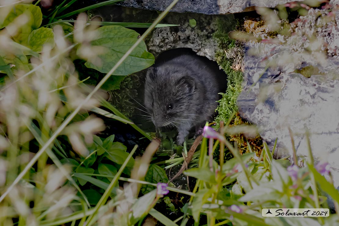 Chionomys nivalis - European snow vole