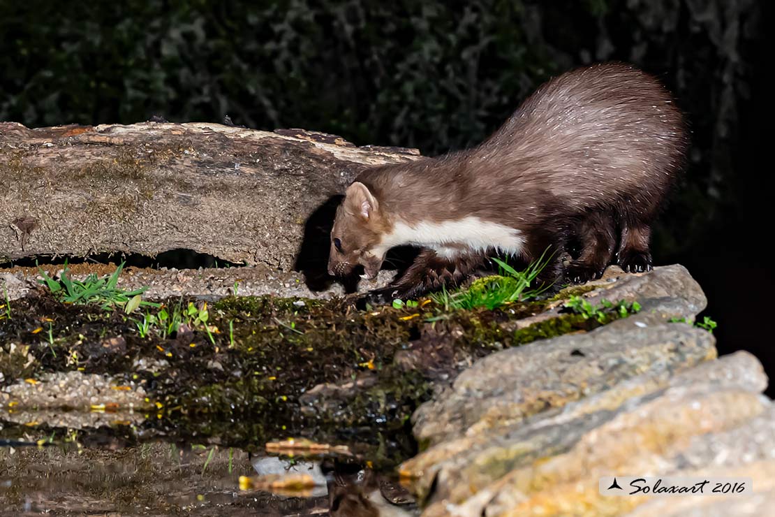 Martes foina: Faina; Beech marten