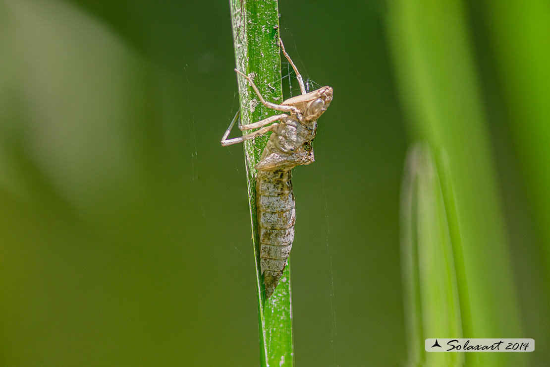 Crisalide di Anax Imperator