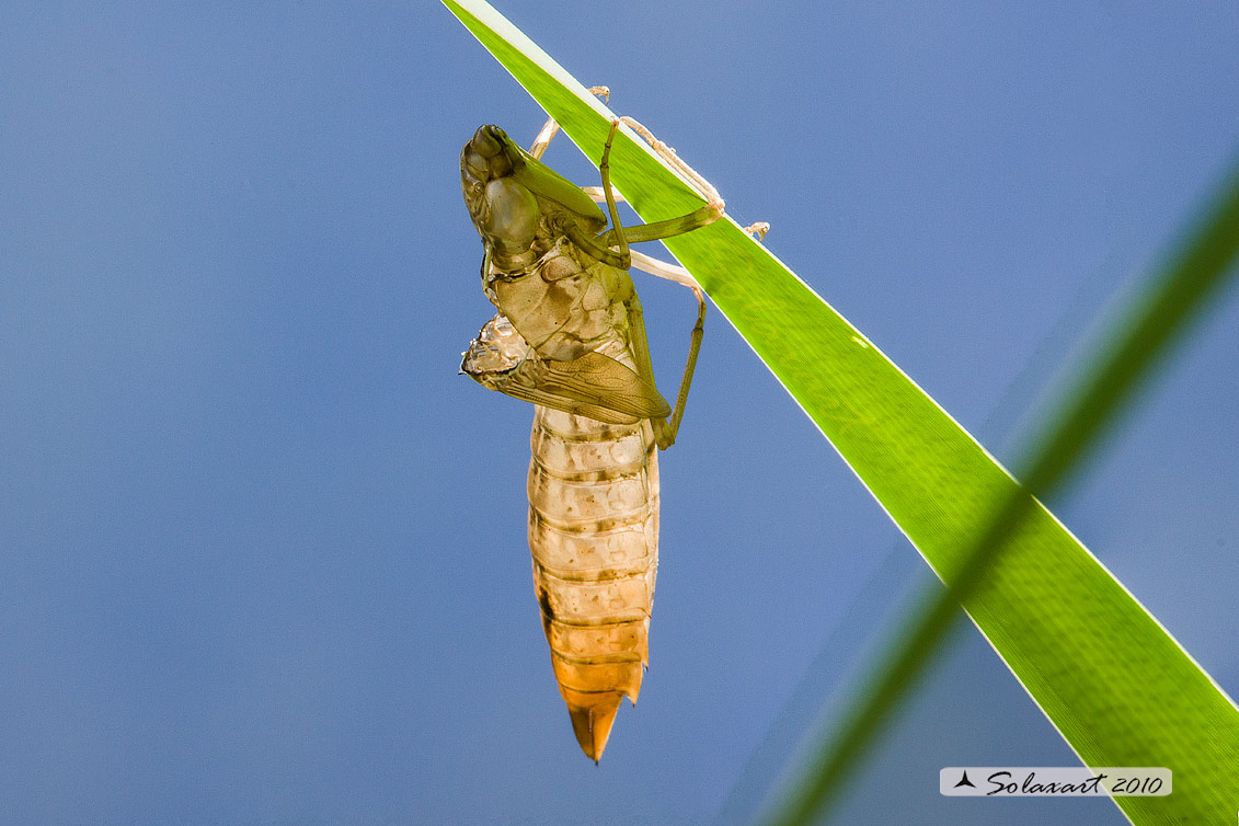 Crisalide di Anax Imperator