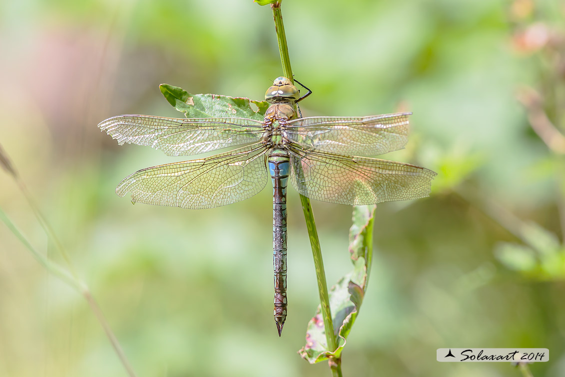 Anax imperator: Imperatore (femmina); Emperor Dragonfly (female)