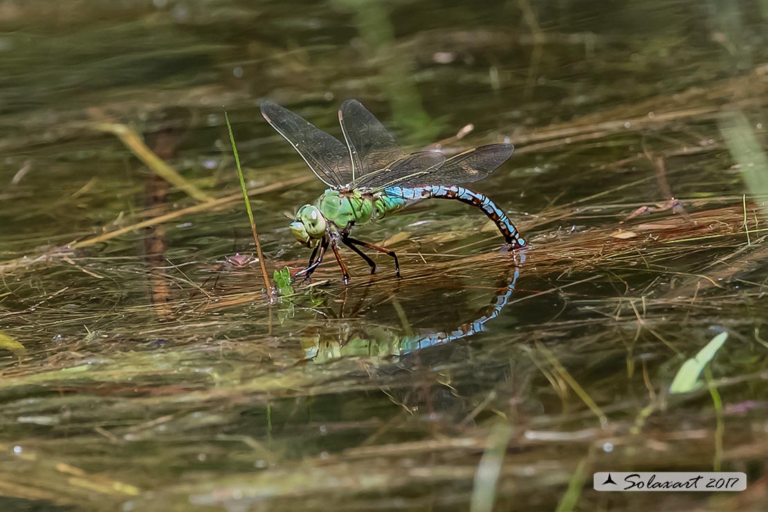 Anax imperator: Imperatore (femmina); Emperor Dragonfly (female)