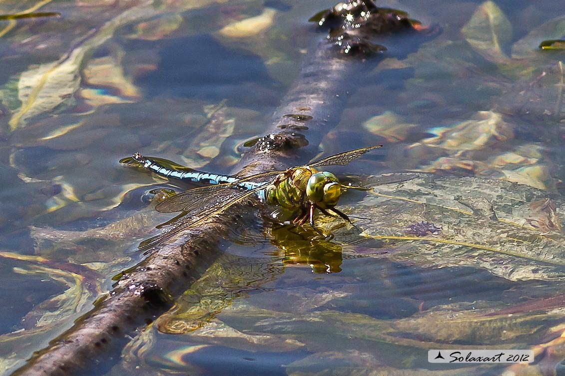 Anax imperator: Imperatore (maschio); Emperor Dragonfly (male)