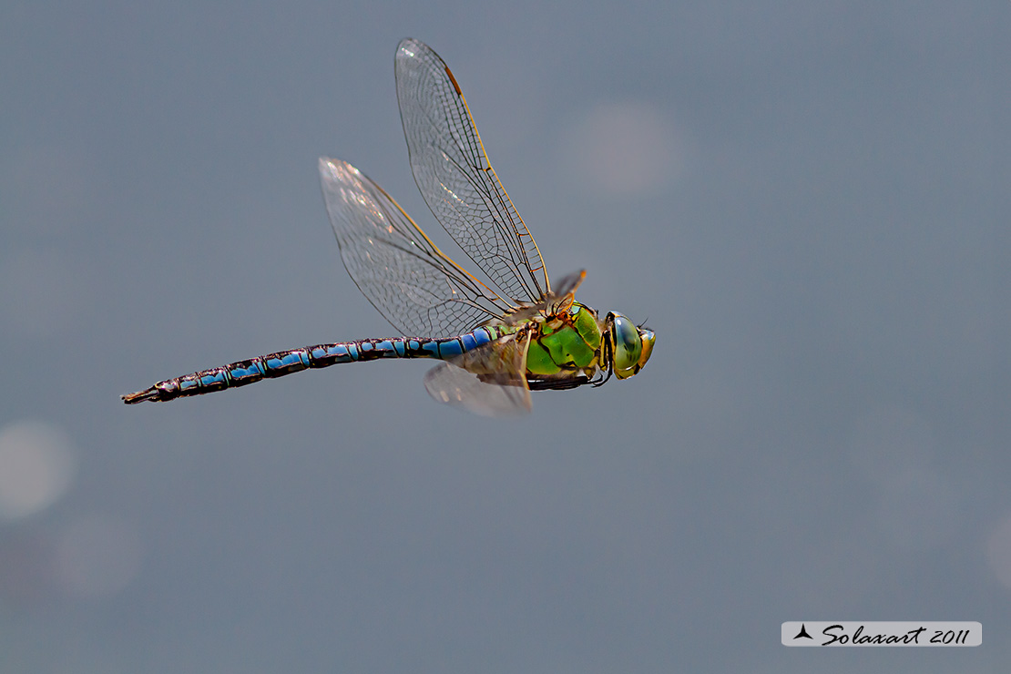 Anax imperator: Imperatore (maschio); Emperor Dragonfly (male)