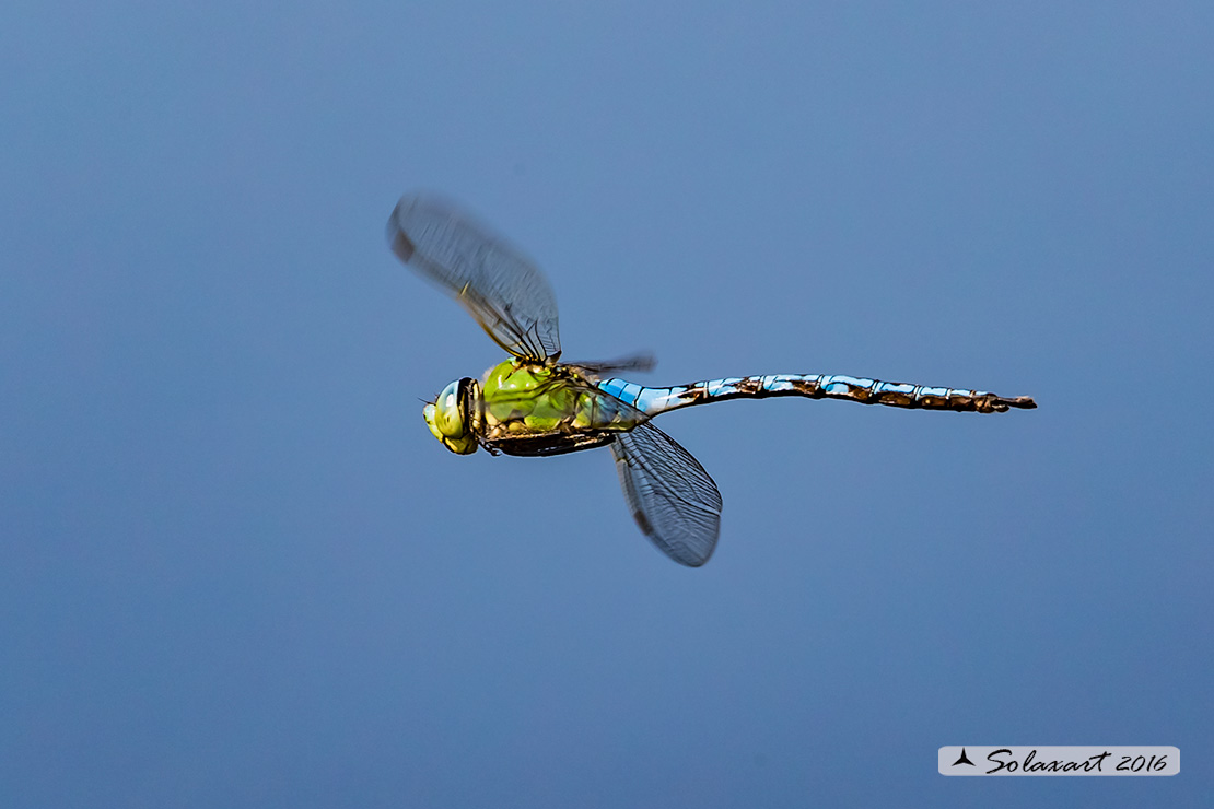 Anax imperator: Imperatore (maschio); Emperor Dragonfly (male)