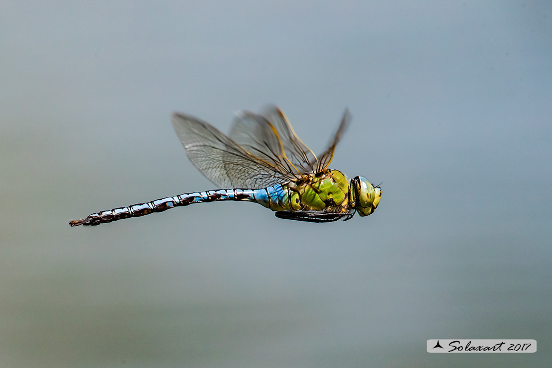 Anax imperator: Imperatore (maschio); Emperor Dragonfly (male)