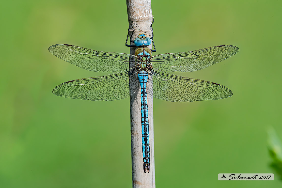 Anax imperator: Imperatore (maschio); Emperor Dragonfly (male)