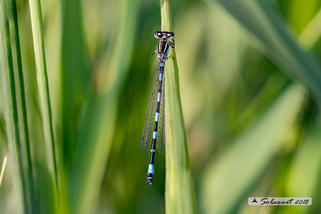 Coenagrion mercuriale; Azzurrina di Mercurio; Southern damselfly