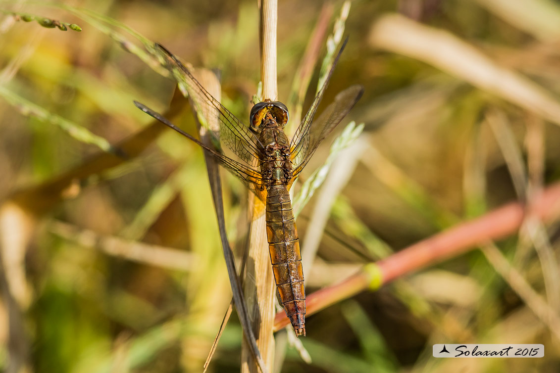 Crocothemis erythraea: frecciarossa (femmina anziana); Scarlet Dragonfly (aged female)