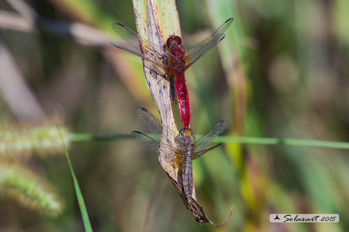 Crocothemis erythraea:  frecciarossa (tandem); Scarlet Dragonfly (Tandem - guarding)