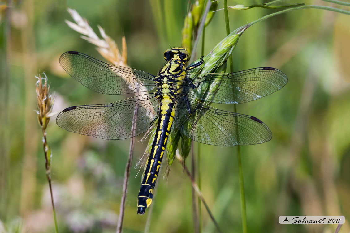 Ordine: Odonata - Anisoptera;  Famiglia: Gomphidae; Specie: Gomphus vulgatissimus - femmina