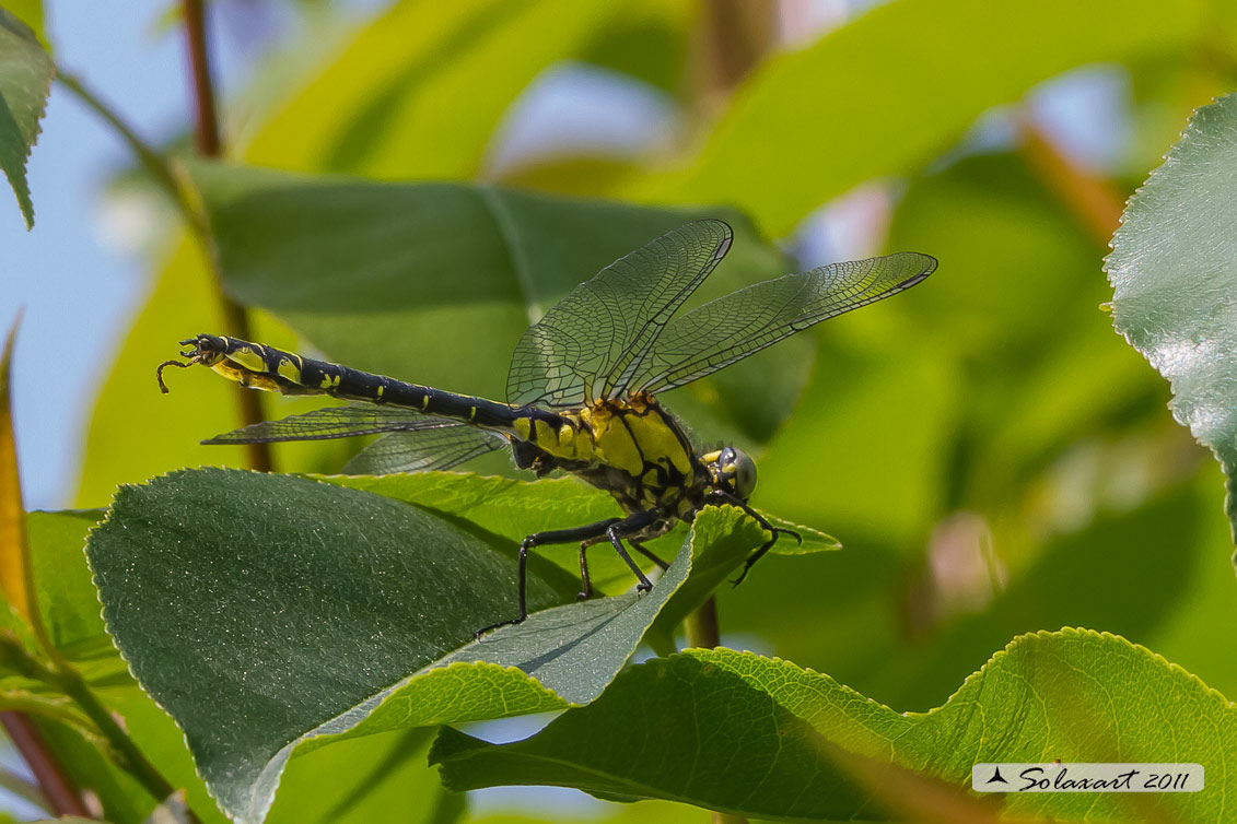 Ordine: Odonata - Anisoptera;  Famiglia: Gomphidae; Specie: Gomphus vulgatissimus - maschio