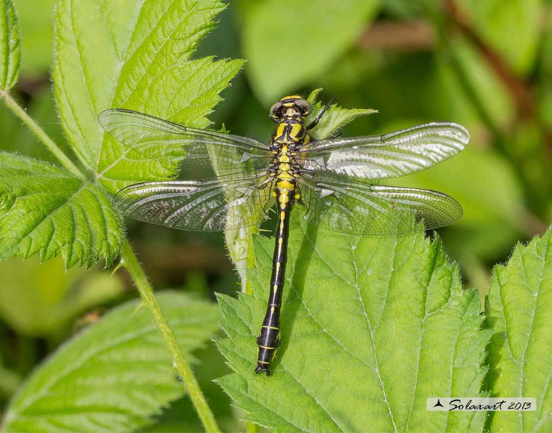 Gomphus vulgatissimus (maschio giovane)   -    Common Club-tail (male)