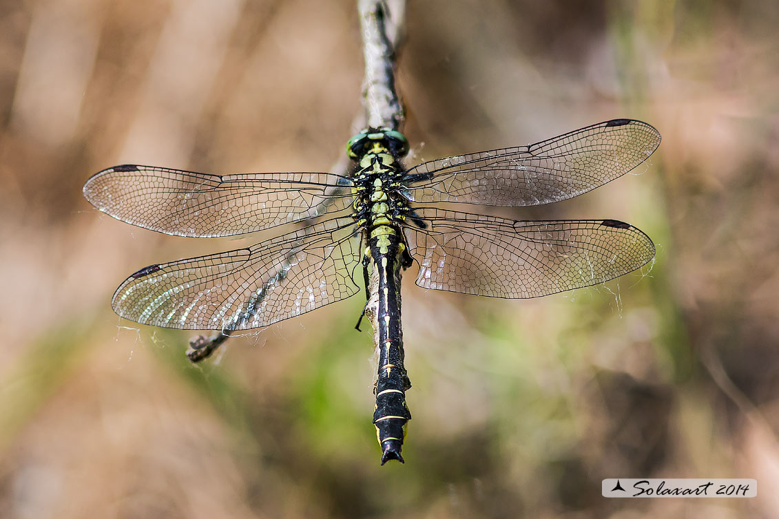 Gomphus vulgatissimus   (maschio )   -    Common Club-tail (male)