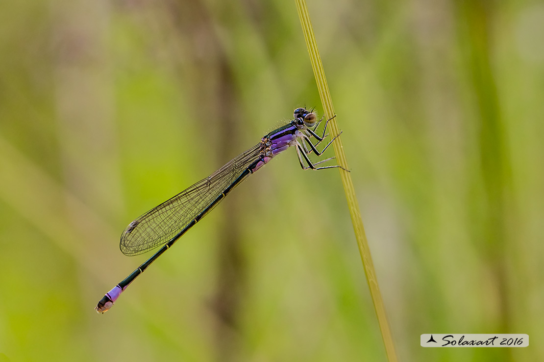 Zygoptera, Coenagrionidae, Ischnura Elegans (type A)