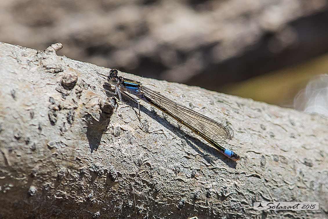 Ischnura elegans (maschio) - Blue-tailed Damselfly  (male) 