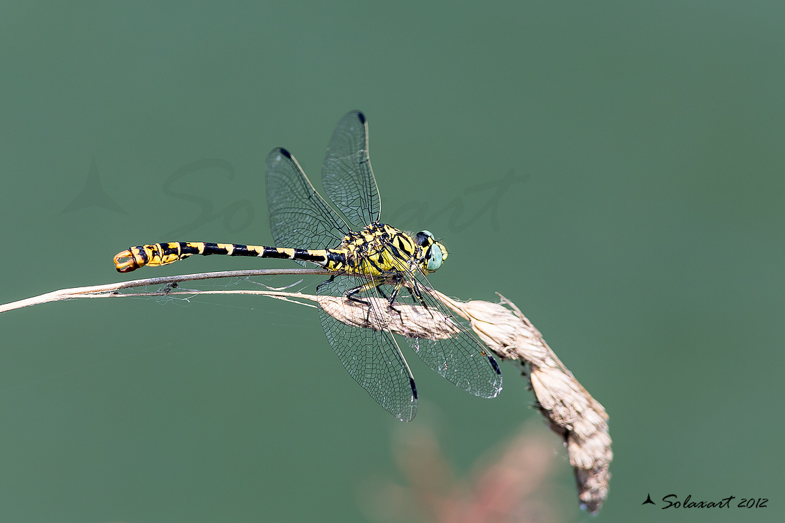 Onychogomphus forcipatus - maschio