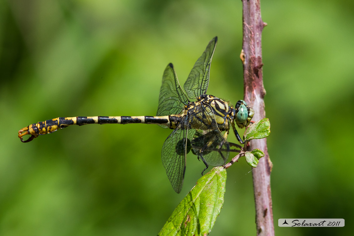 Onychogomphus forcipatus - maschio