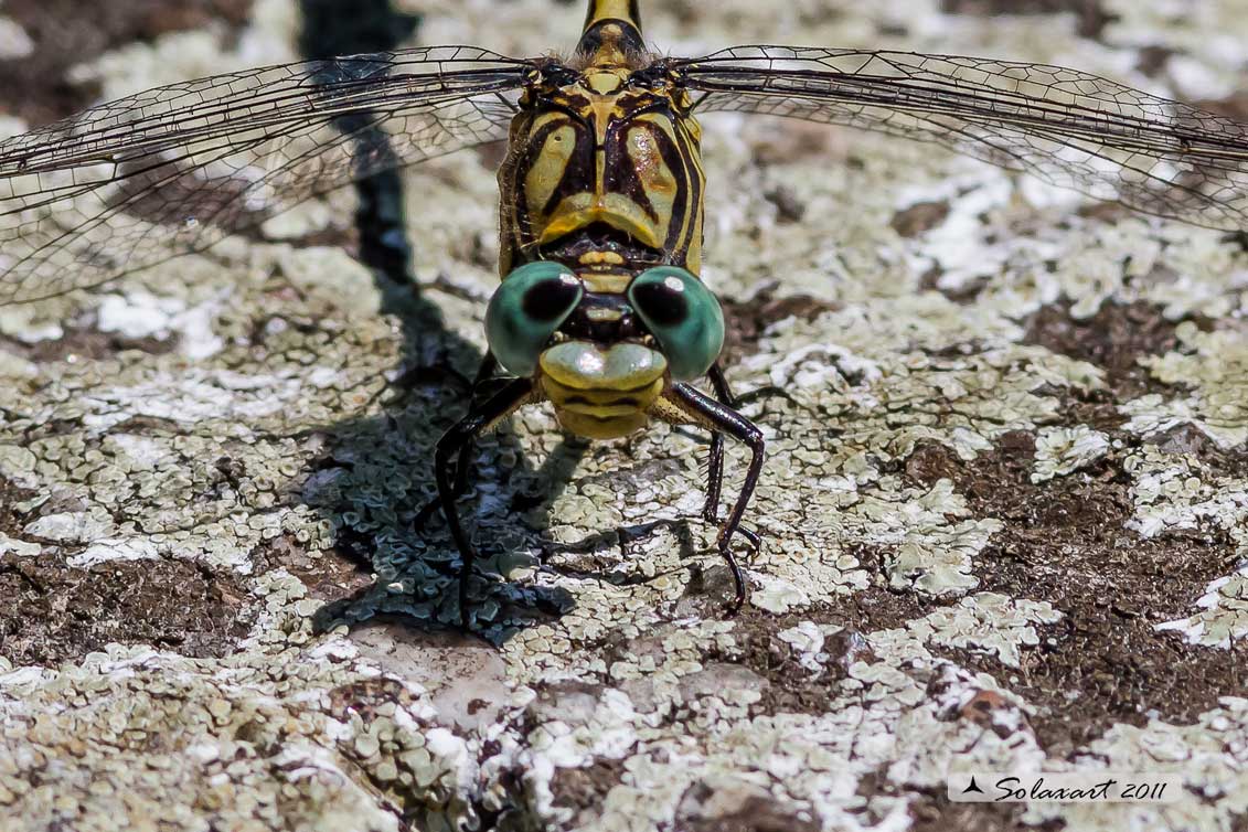 Onychogomphus forcipatus (maschio) - Small Pincertail' (male)