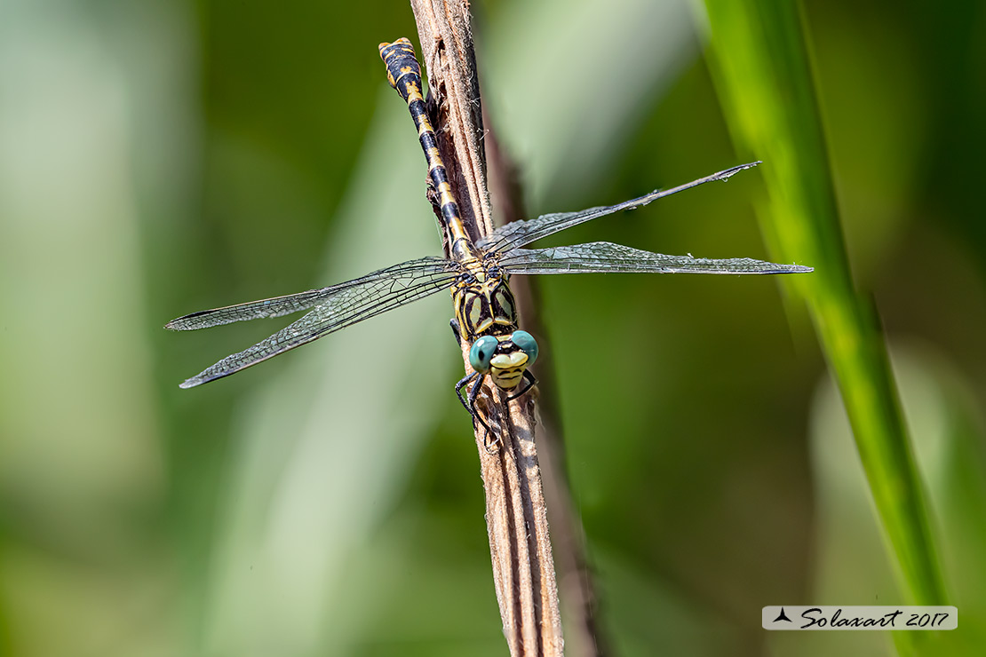 Onychogomphus forcipatus - maschio