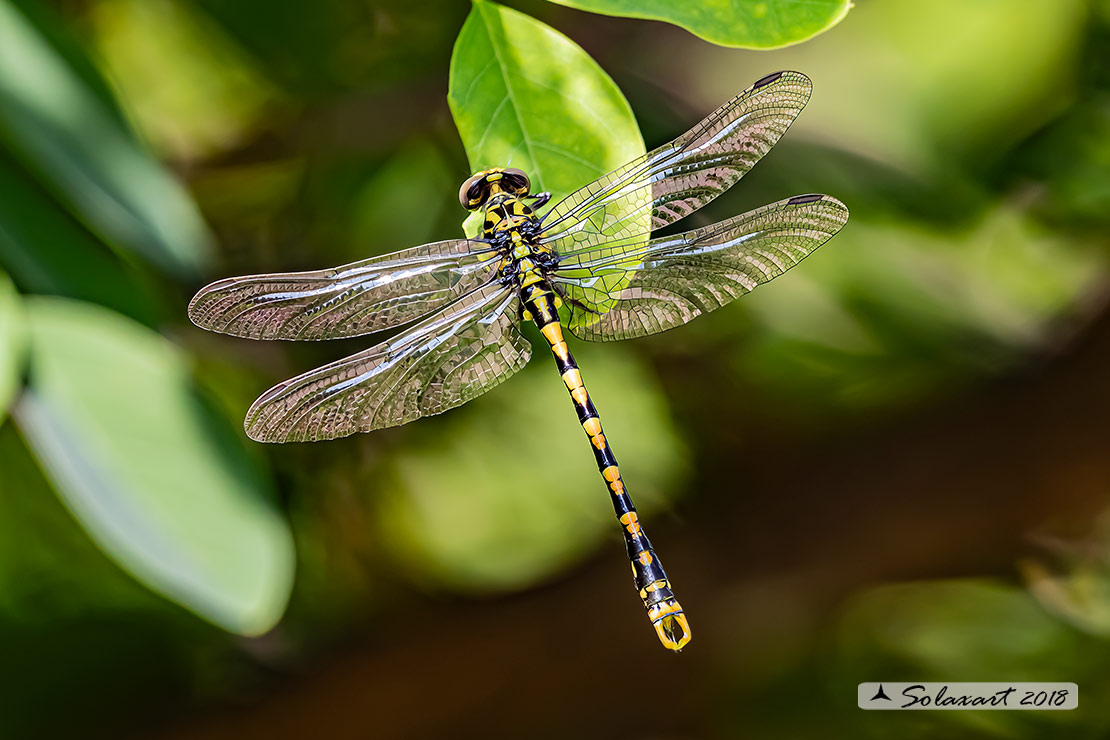 Onychogomphus uncatus (maschio) - Large Pincertail or 'Blue-eyed Hook-tailed Dragonfly' (male)