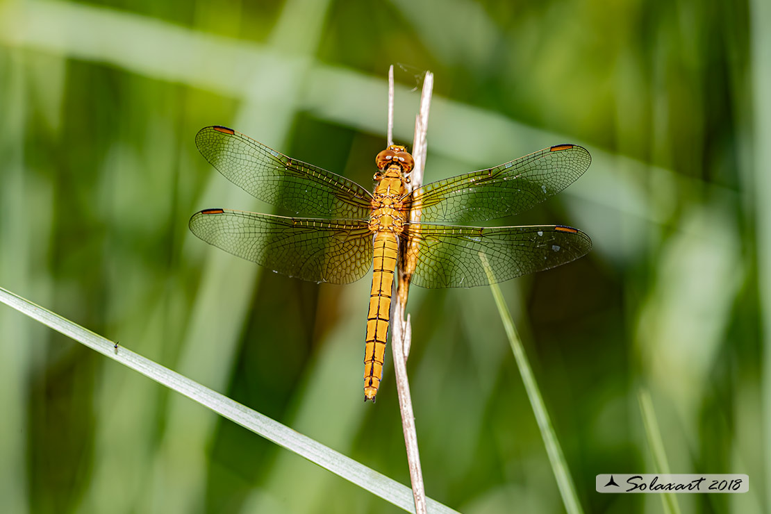 Orthetrum coerulescens  (femmina)    -    Keeled Skimmer  (female)