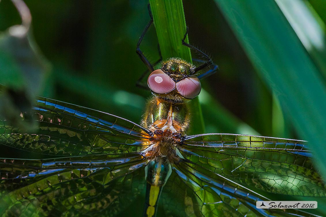 Oxygastra curtisii (femmina) - Orange-spotted Emerald Dragonfly (female)