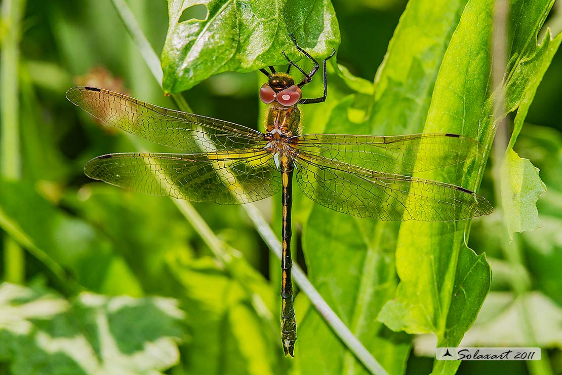 Oxygastra curtisii  (maschio)    -    Orange-spotted Emerald Dragonfly (male)