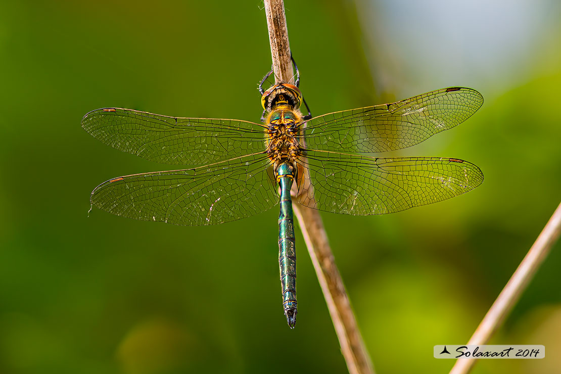 Somatochlora metallica  (maschio)    -    Brilliant Emerald  (male)