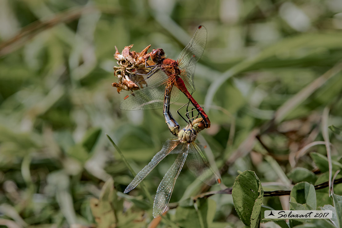 Sympetrum Flaveolum: Cardinale dorato (copula) ; Yellow-winged darter (mating)