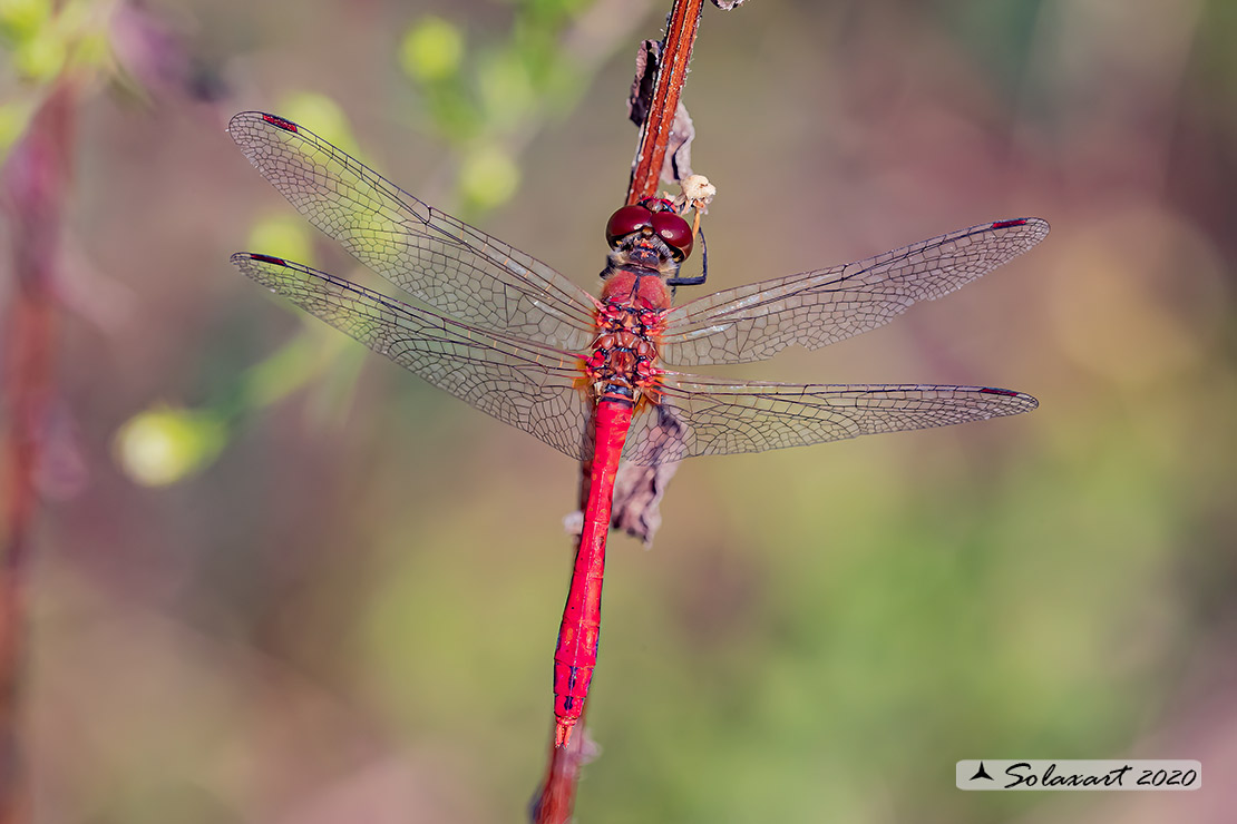 Sympetrum sanguineum:  Cardinale sanguineo (maschio); Ruddy Darter (male)