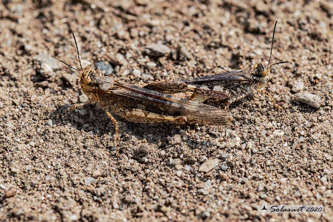 Acrotylus patruelis - Slender burrowing grasshopper brunneus 