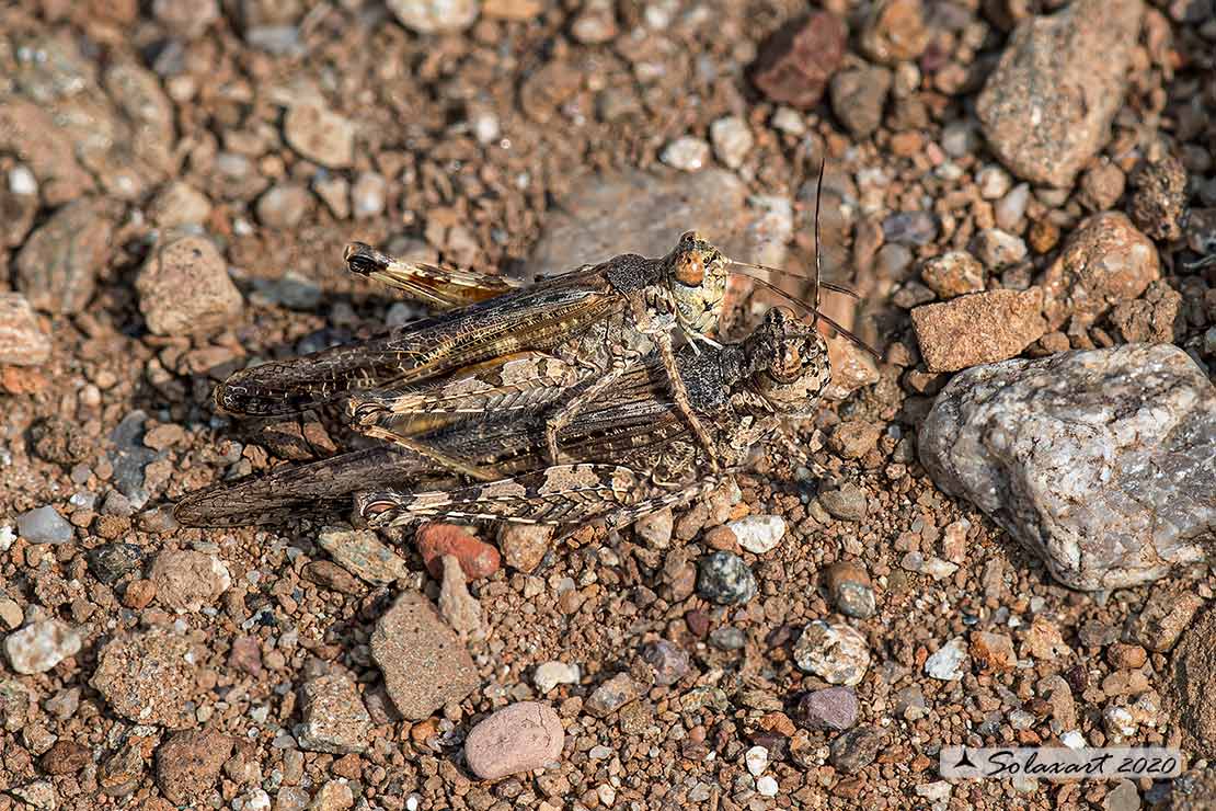 Acrotylus patruelis - Slender burrowing grasshopper brunneus 