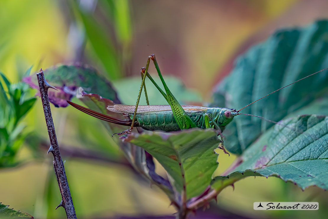 Anisoptera fusca