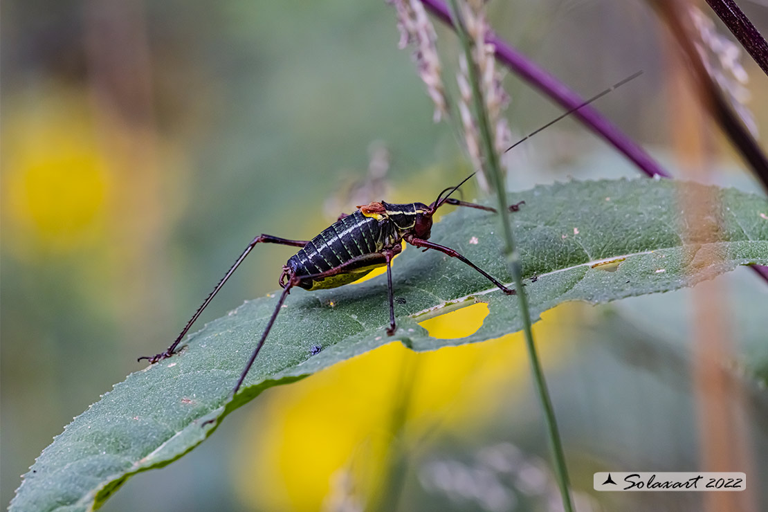 Barbitistes alpinus