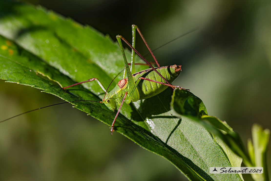 Barbitistes serricauda