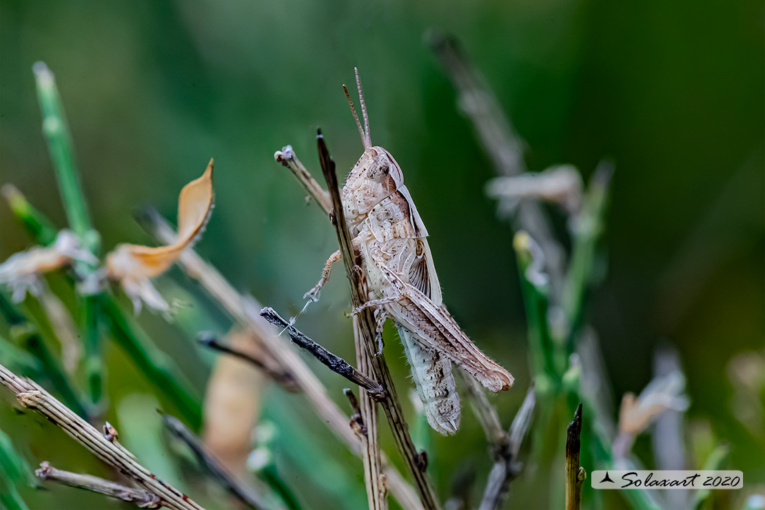 Chorthippus (Glyptobothrus) brunneus