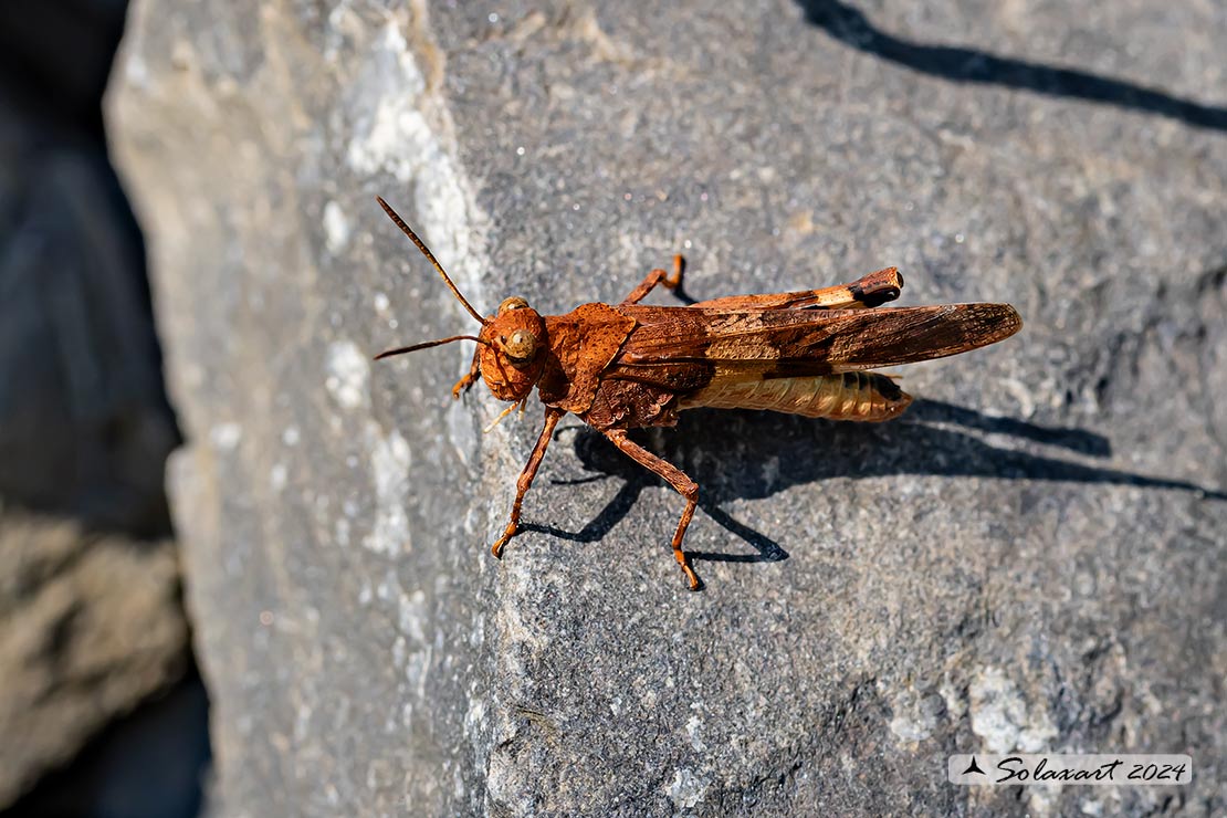 Oedipoda caerulescens