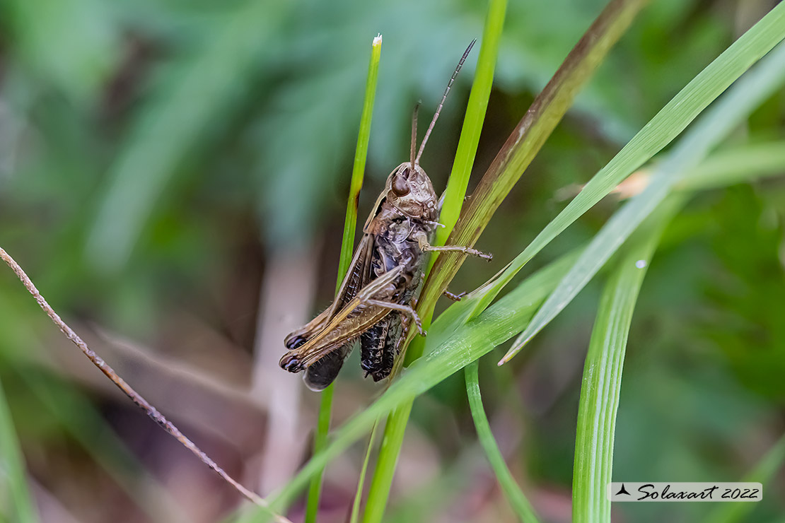 Omocestus viridulus