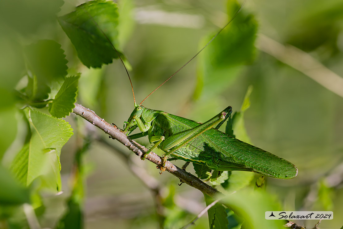 Tettigonia viridissima