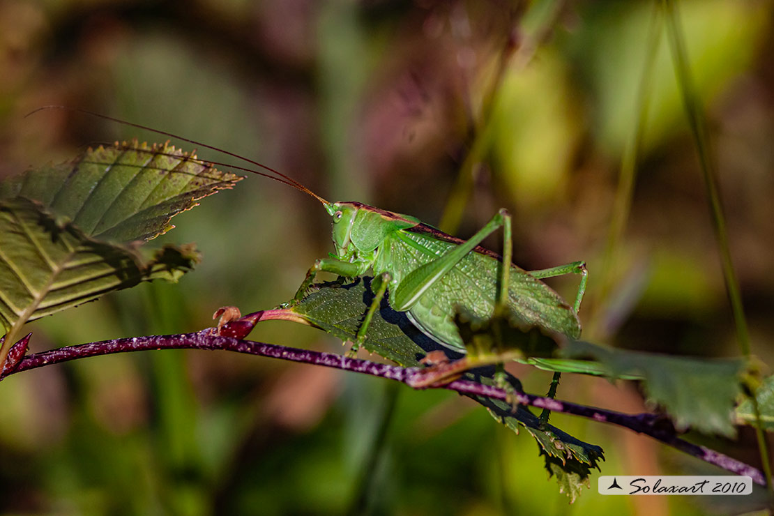 Tettigonia viridissima