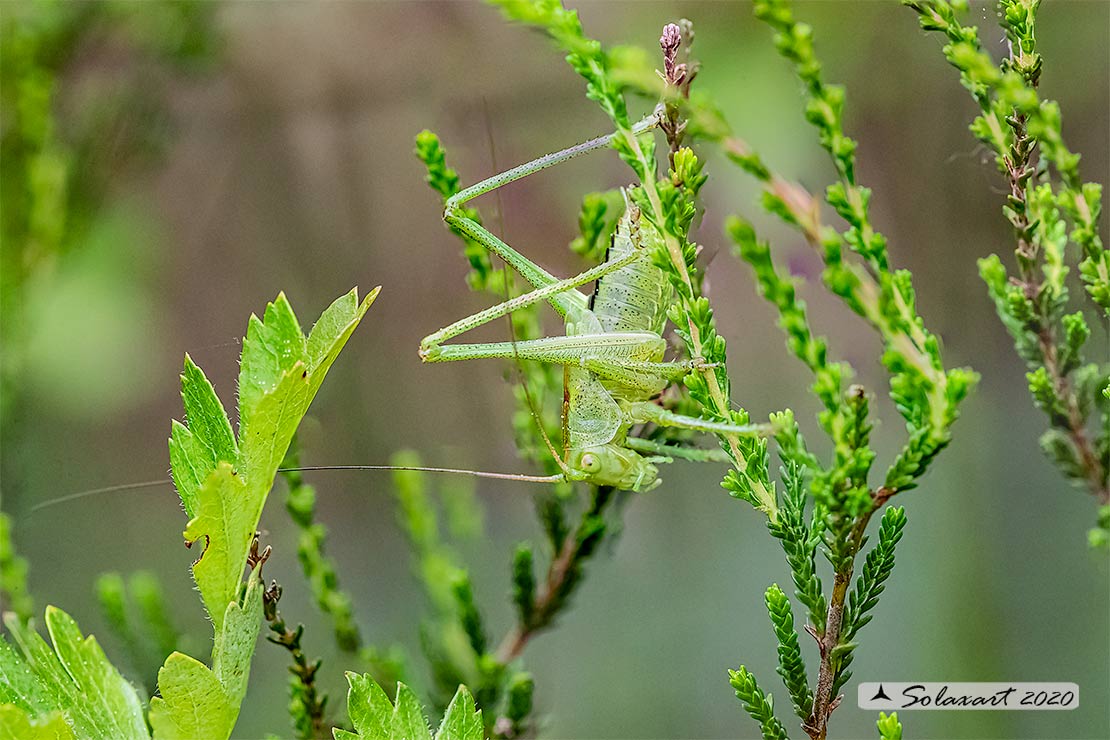 Tettigonia viridissima ninfa