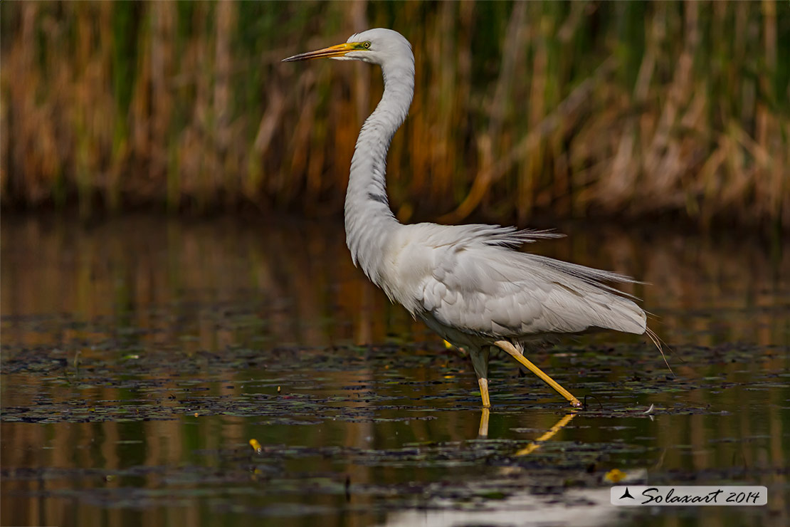 Ardea alba : Airone bianco maggiore; Great Egret