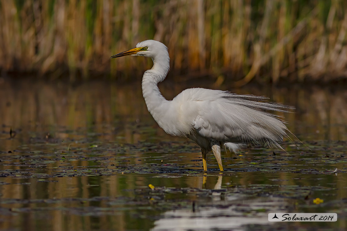 Ardea alba : Airone bianco maggiore; Great Egret