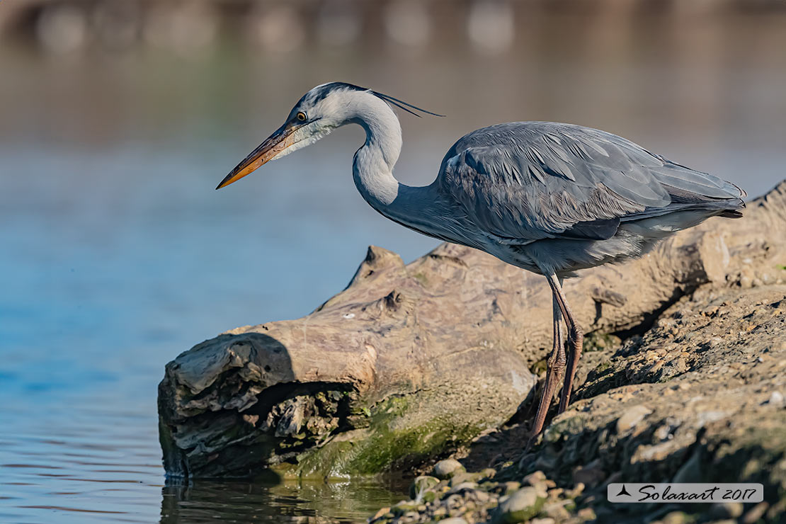 Ardea cinerea; Airone Cenerino; Grey Heron