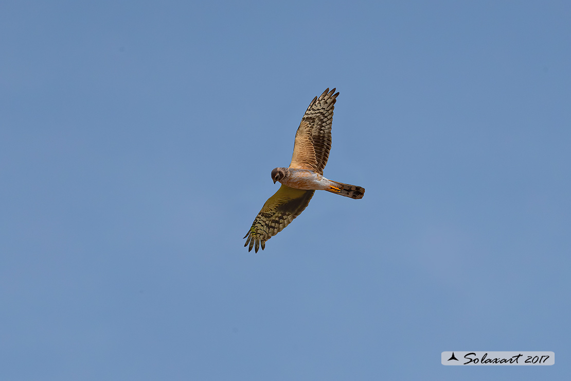 Circus pygargus: Albanella minore (femmina); Montagu's harrier (female)