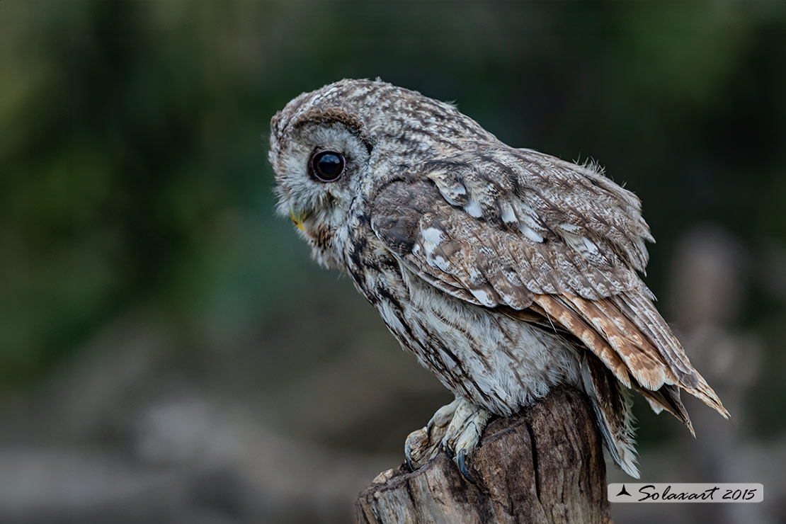 Strix aluco: Allocco; Tawny Owl