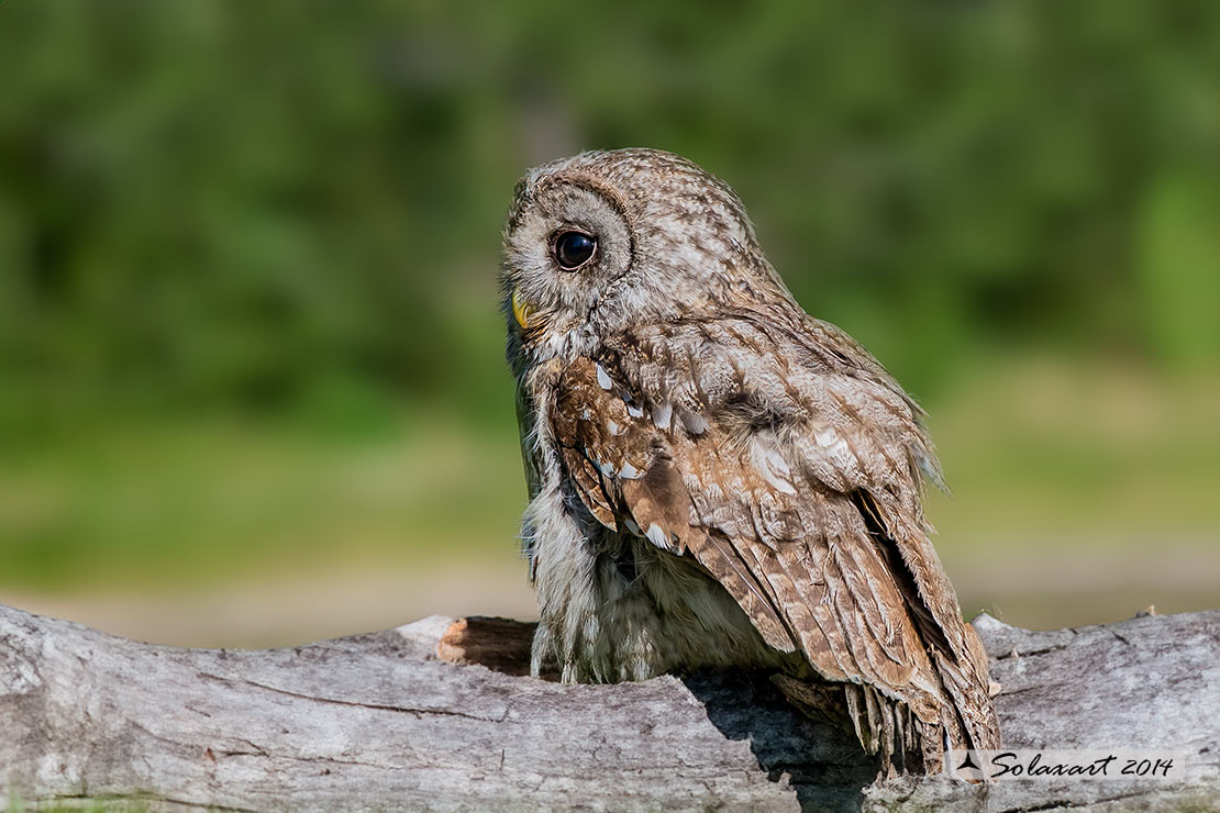 Strix aluco: Allocco; Tawny Owl