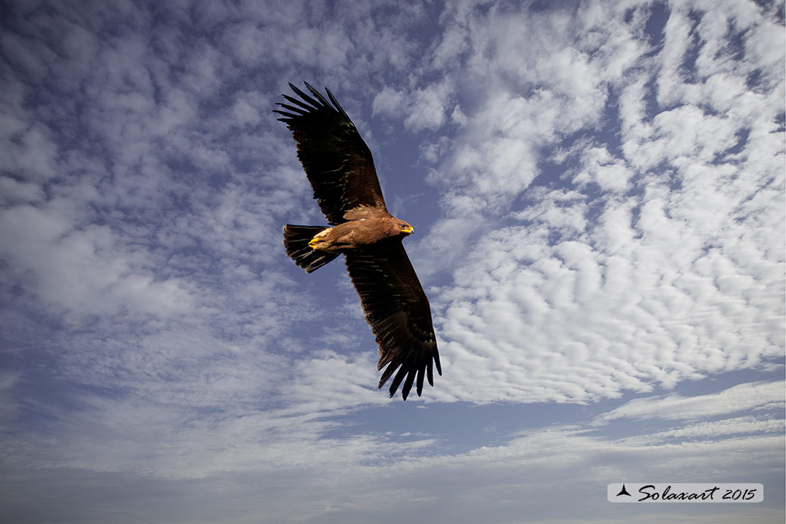 Clanga pomarina: Aquila anatraia minore; Lesser spotted eagle